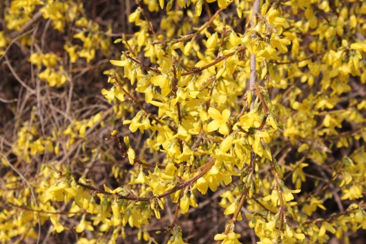 forsythia